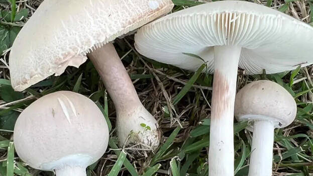 mushroom mushroom
