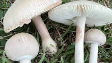 six-people-hospitalized-due-to-eating-mushroom-in-thiruvananthapuram