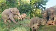 elephant