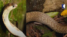 kaumudy-tv-snake-master-latest-episode