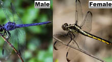 dragonfly