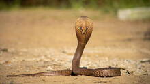 a-four-foot-cobra-spread-its-wings-in-the-yard-know-what-happend