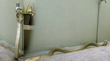 cobra