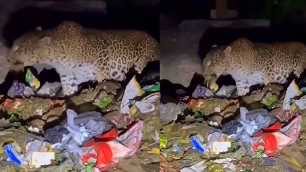 leopard leopard