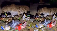 ifs-officer-shares-video-of-leopard-eating-plastic