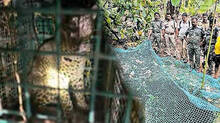 leopard-rescue