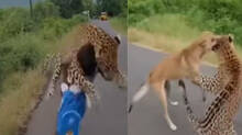 cheetah