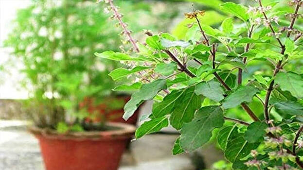 thulasi thulasi