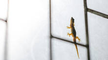 lizard