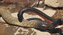 non-venomous-snakes-are-also-dangerous-under-these-circumstances