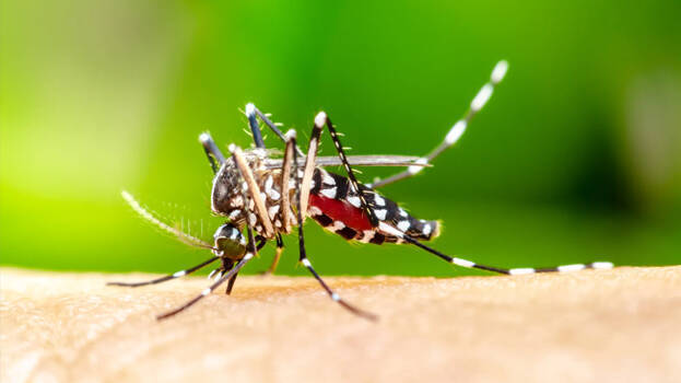mosquito mosquito