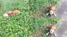 dog