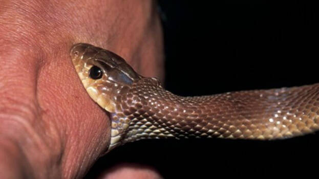snake-bite snake-bite