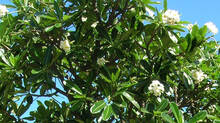chempakam