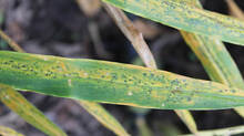 fungal-infection-in-ginger-causes-panic