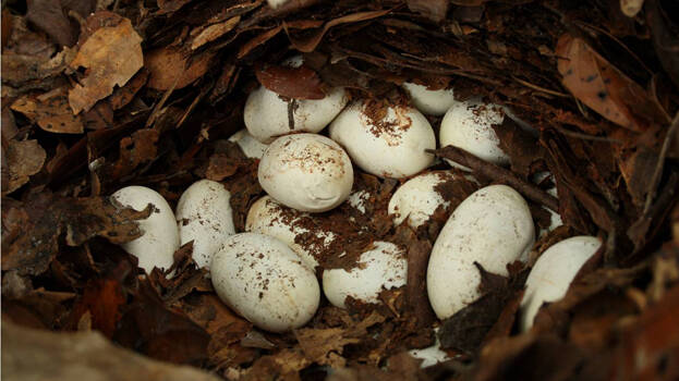 eggs eggs