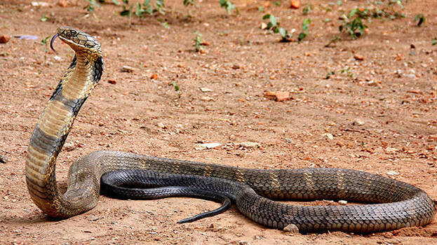 snake snake