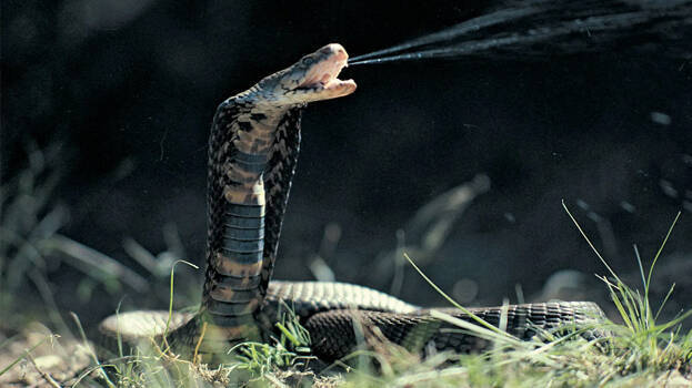 snake snake