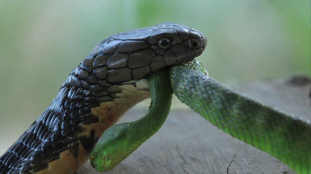 snake snake