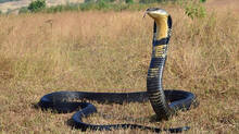 king-cobra-the-smartest-snake-in-the-world