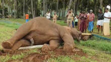 elephant-dies--knocking-down-electric-pole-in-coimbatore