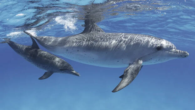 dolphines dolphines
