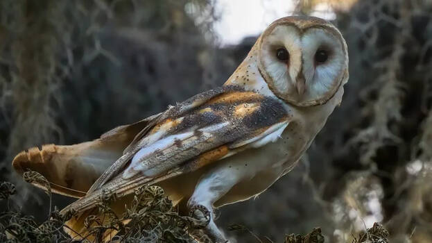 owls owls