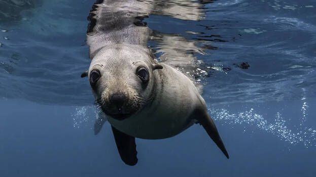 pinnipeds- pinnipeds-
