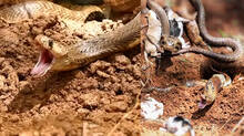 kaumudy-tv-snake-master-latest-episode