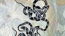 snakelets-found-in-a-home-malappuram