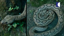 kaumudi-tv-snakemaster-latest-episode