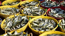 fish-including-tuna-and-mackerel-are-unavailable