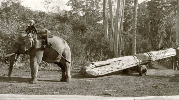 elephants-work elephants-work