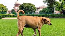 supreme-court-raps-states-over-stray-dog-menace