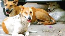 supreme-court-raps-states-over-stray-dog-menace