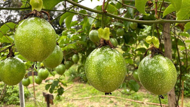 fashion-fruit fashion-fruit