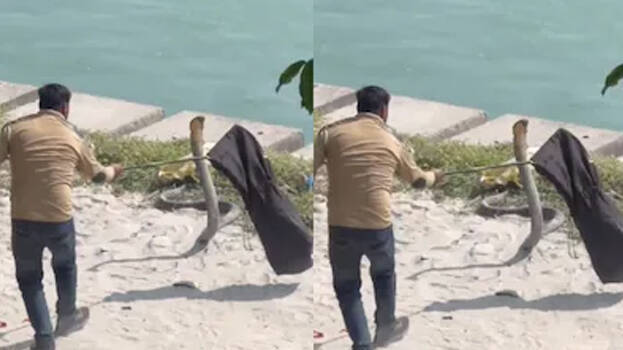 king-cobra king-cobra