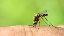 mosquito