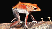 kerala-frog