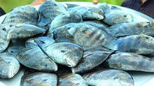 agency-for-development-od-aquaculture-kerala-peoiect-a-big-success