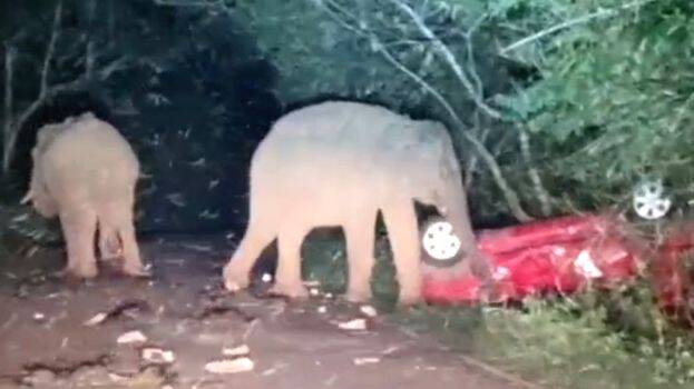 elephant-attack