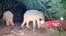 elephant