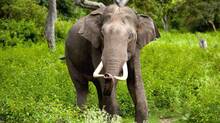 wild-elephant