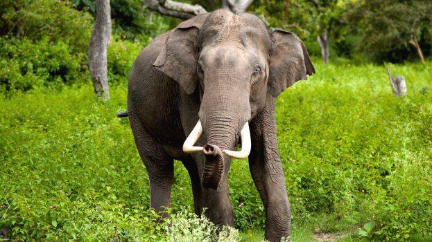 wild-elephant-india wild-elephant-india