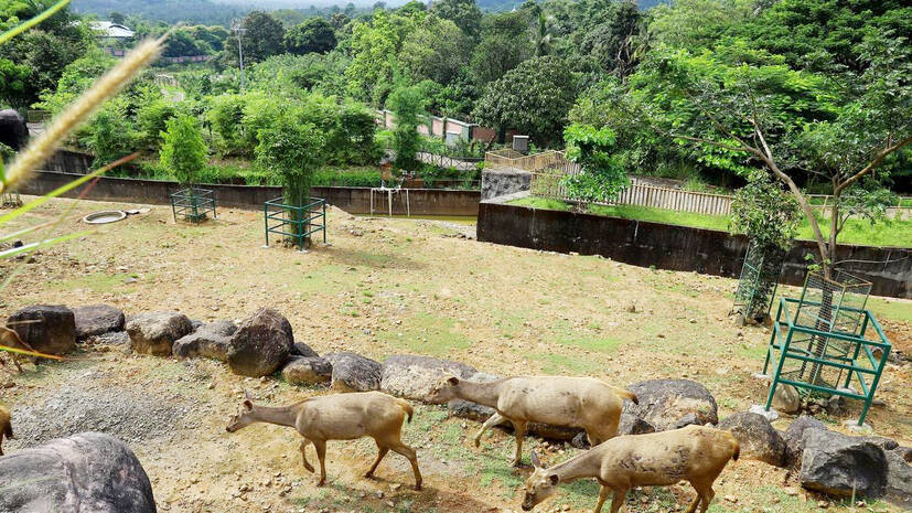 zoo