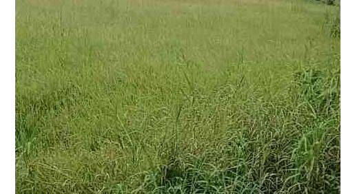 chindranelloor-padashekha