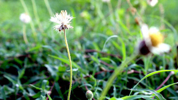 plants