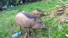 pig