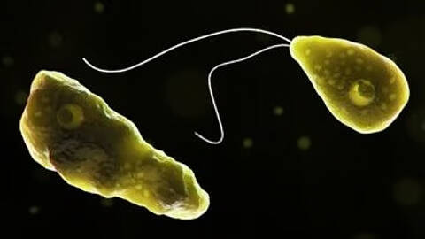 amoebic