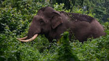 elephant-attack-in-thrissur